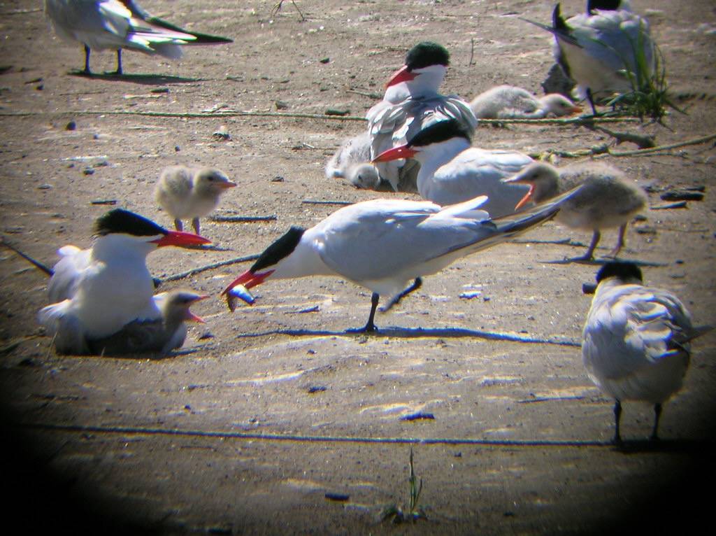 DSCN0522 by Caspian Tern is licensed under CC BY-SA 2.0.